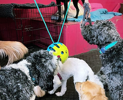 dog daycare new cross, dog daycare dulwich, dog daycare camberwell, dog daycare nunhead, dog daycare south london, dog daycare brixton, dog daycare peckham, doggy daycare