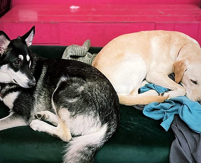 dog daycare new cross, dog daycare dulwich, dog daycare camberwell, dog daycare nunhead, dog daycare south london, dog daycare brixton, dog daycare peckham, doggy daycare