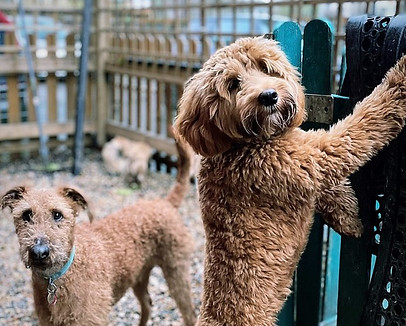 dog daycare new cross, dog daycare dulwich, dog daycare camberwell, dog daycare nunhead, dog daycare south london, dog daycare brixton, dog daycare peckham, doggy daycare