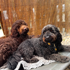 two fluffy dogs lying outside on a dog bed