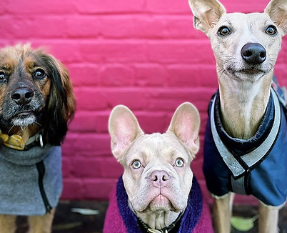 dog daycare new cross, dog daycare dulwich, dog daycare camberwell, dog daycare nunhead, dog daycare south london, dog daycare brixton, dog daycare peckham, doggy daycare