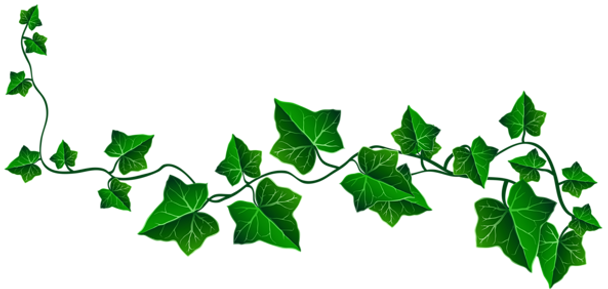 ivies.png
