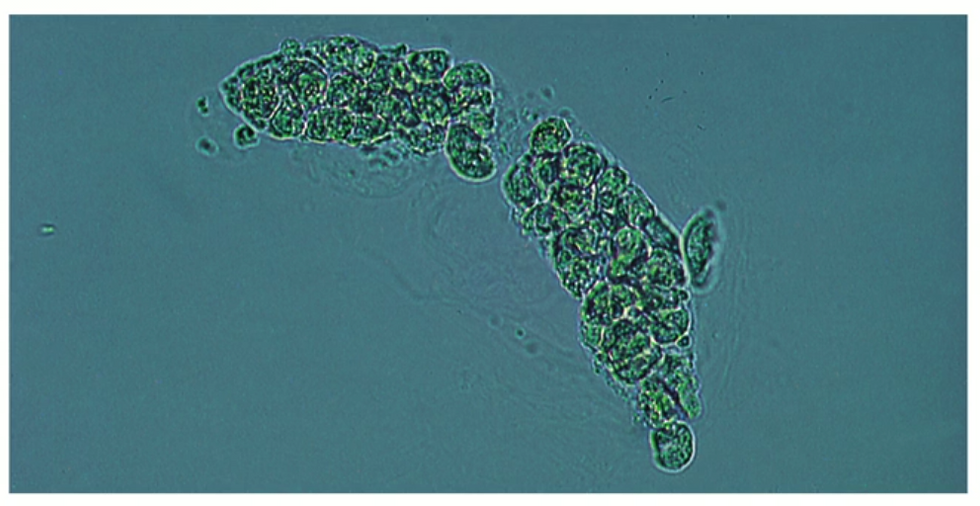 White Cell Cast