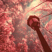 Blue sky with clouds, trees with their pink branches and a street lamp. The imagination co