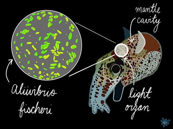 Bobtail squid infographic.png