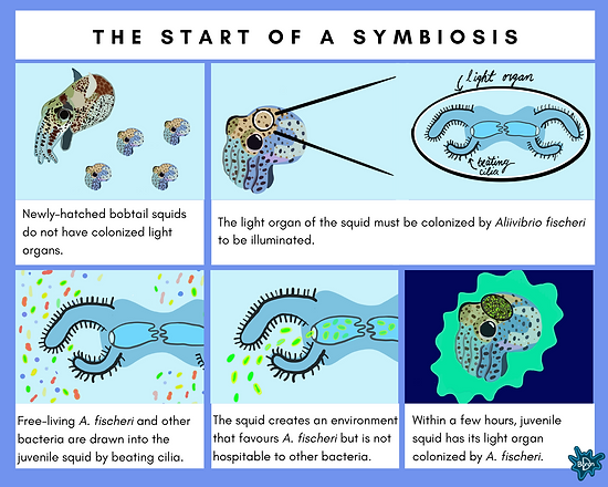 Final squid storyboard (Actual).png