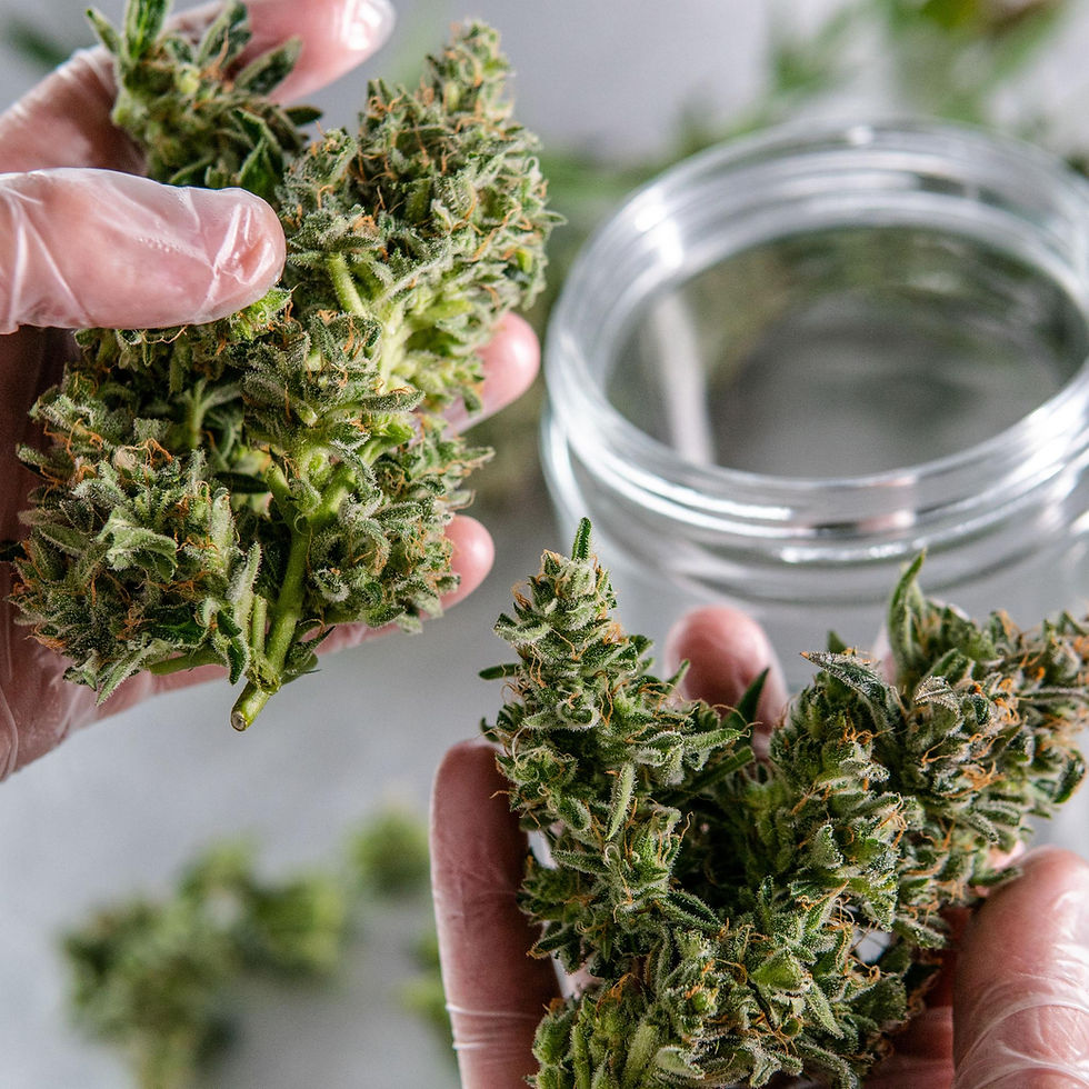flor de cannabis armazenada corretamente com controle de umidade e tricomas brilhantes