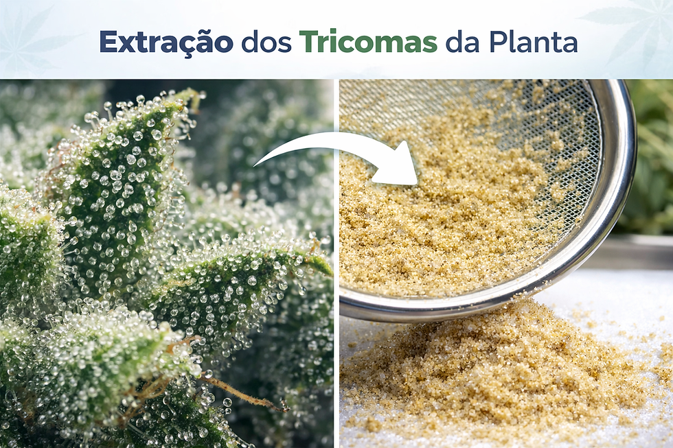 processo de extração dos tricomas da planta cannabis mostrando peneiração do kief para produção de haxixe de alta qualidade
