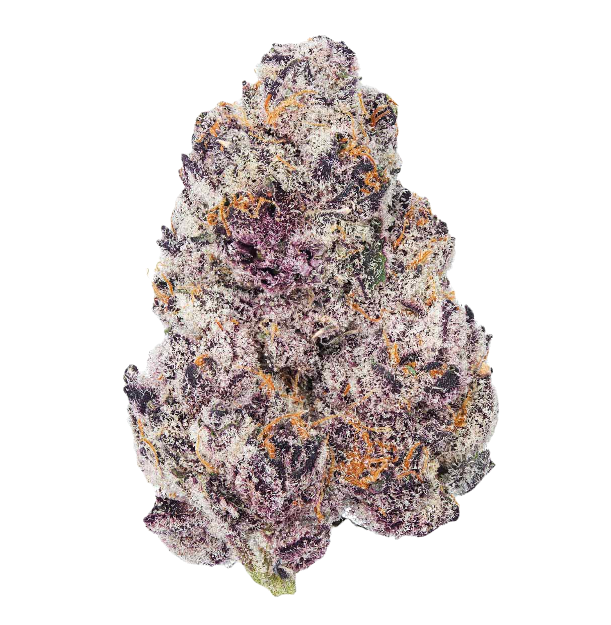 Flor de Super Boof sobre fundo branco, apresentando suas cores vibrantes e impressionantes.