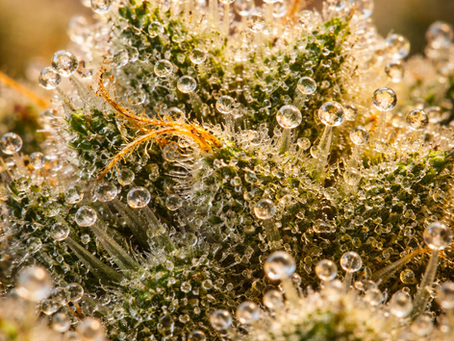 tipos de haxixe dry sift ice o lator haxixe preto comparação cannabis