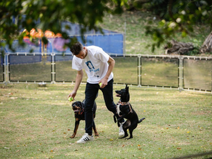 Estímulos ambientais, desafios cognitivos e atividades orientadas podem contribuir para o bem-estar mental dos cães, reduzir comportamentos problemáticos e fortalecer a relação com os tutores