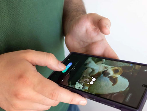 IA AJUDA TUTORES A REENCONTRAR ANIMAIS DOMÉSTICOS PERDIDOS NOS EUA