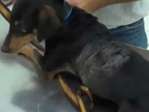 Caso Clínico - Emergência em cães 