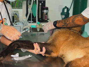 Casos de sarna em animais silvestres crescem 700% no interior de São Paulo e acendem alerta veterinário