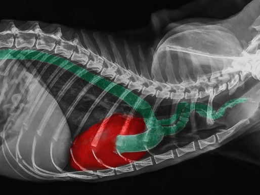 Calcificação arterial severa em gato chama atenção por raridade e gravidade clínica