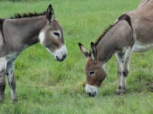 Peles de burro alimentam crime global e preocupam especialistas em saúde animal