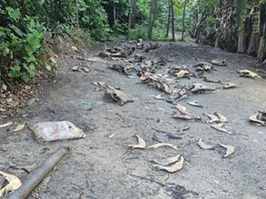 Operação flagra matadouro clandestino com ossadas e restos de animais em Alagoas