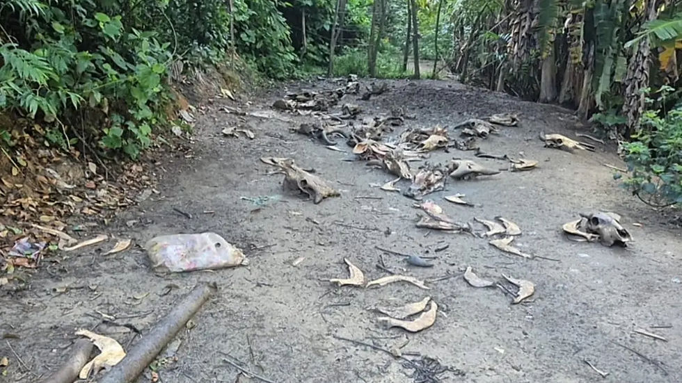 Operação flagra matadouro clandestino com ossadas e restos de animais em Alagoas