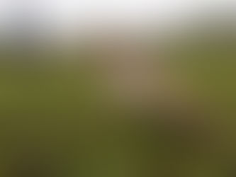 Ratos treinados detectam minas terrestres e seguem salvando vidas em áreas de conflito