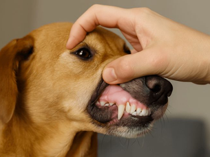 Doença periodontal em pets exige rotina de cuidados e acompanhamento veterinário contínuo