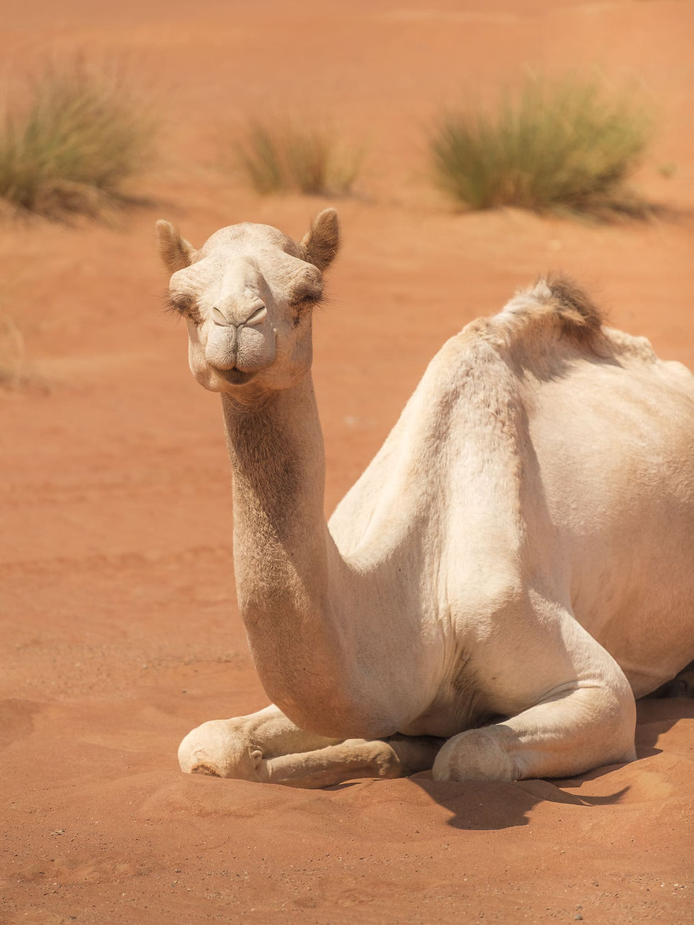 Wahiba Sands / Oman Roadtrip