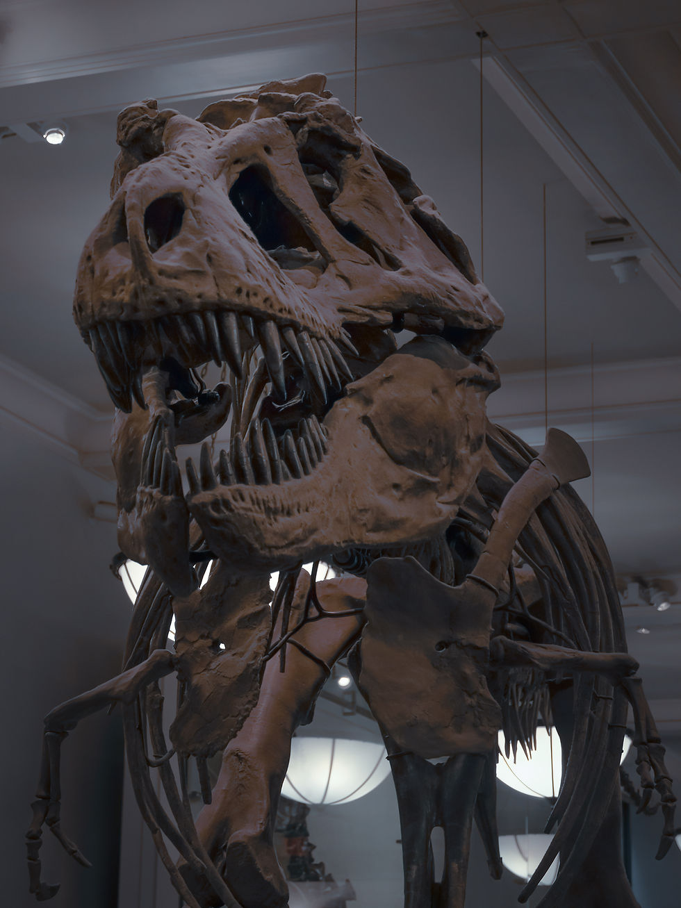 Natural History Museum New York