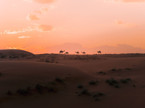 Wahiba Sands / Oman Roadtrip