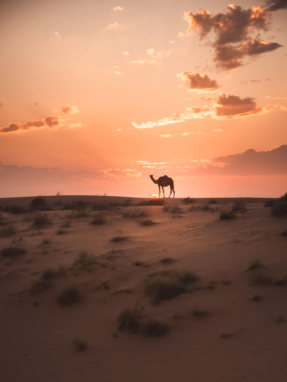 Wahiba Sands Oman Roadtrip