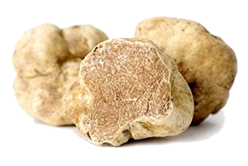Tartufo%252520Bianco%252520d'Alba%252520