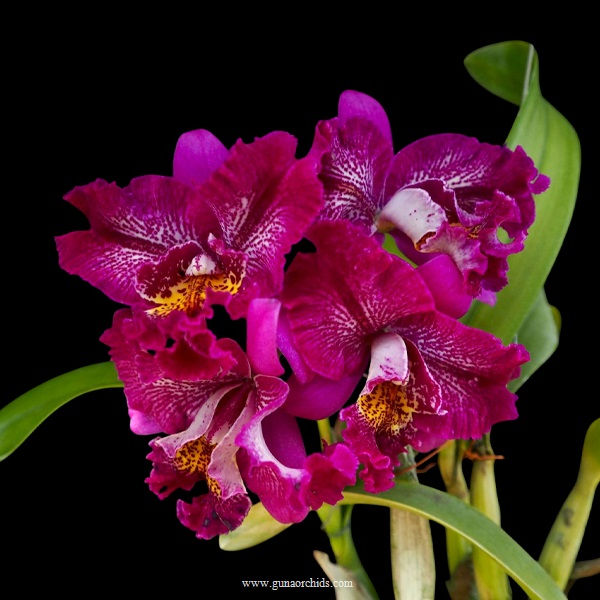 Thumbnail: buy meloara ching sun bright star orchid online