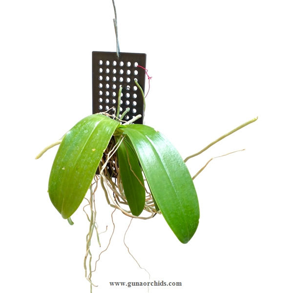 Thumbnail: phalaenopsis cornu-cervi buy orchid plant online