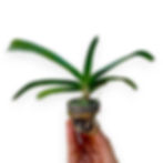 buy rhynchostylis gigantea spot plai orchid plant online