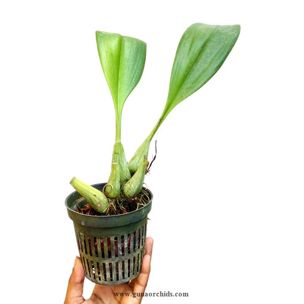 Thumbnail: buy bulbophyllum carunculatum orchid plant online