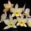 Thumbnail: buy iwanagara apple blossom sun dance orchid online