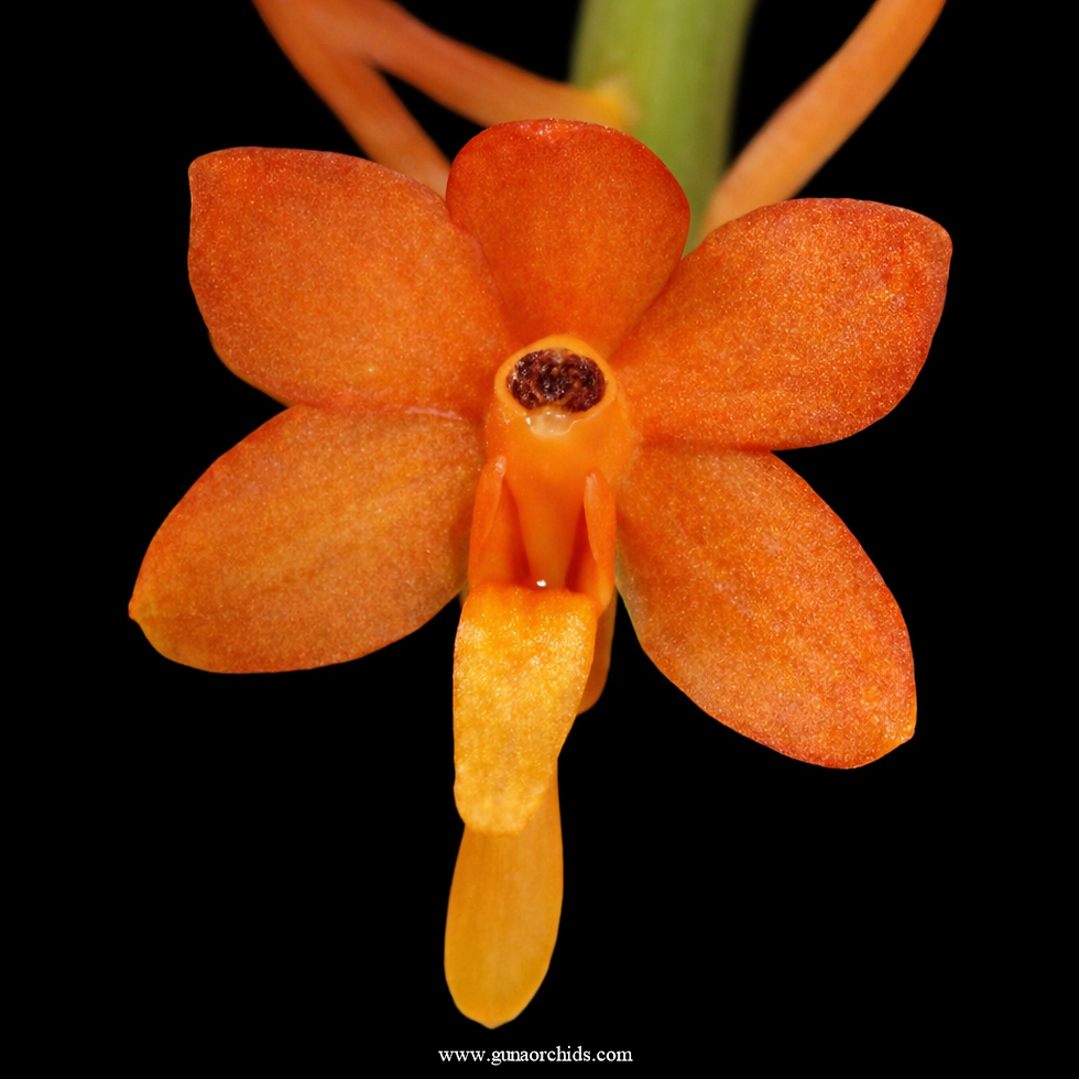 buy ascocentrum garayi orchid online