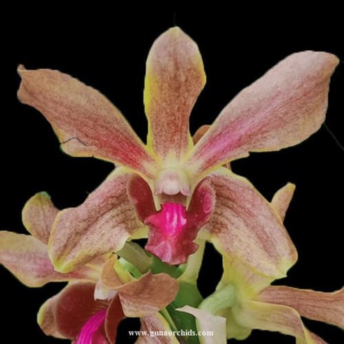 Buy Dendrobium Lasian Brown Red Lip FF BS Orchid Online Orchid