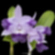 buy cattleya cariad’s mini quinee ’angel kiss’ orchid online