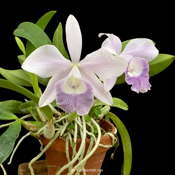 Thumbnail: buy cattleya mini purple coerulea orchid online