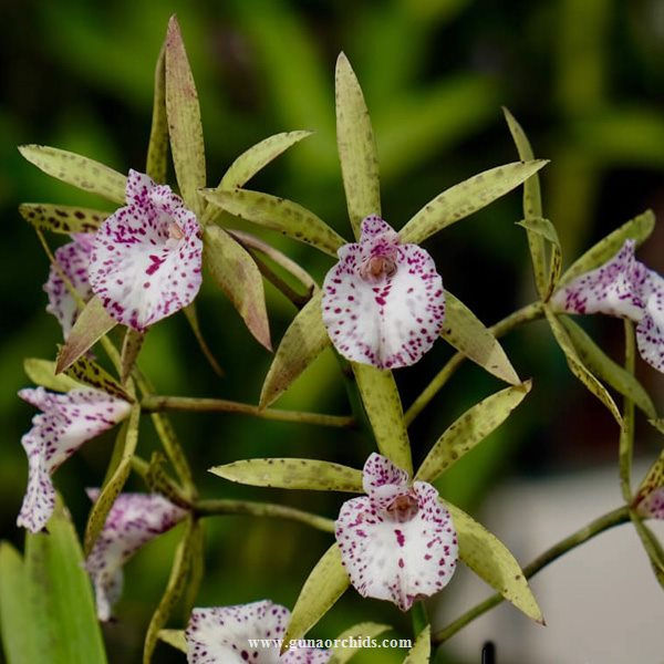 buy encyvola jairak treasure green bird orchid online