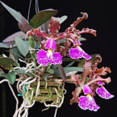 cattleya schilleriana orchid care key