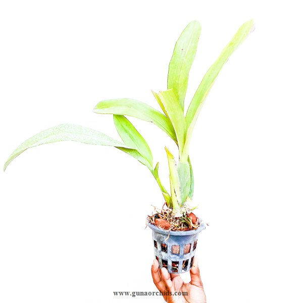 Thumbnail: buy brassia caudata orchid plant online