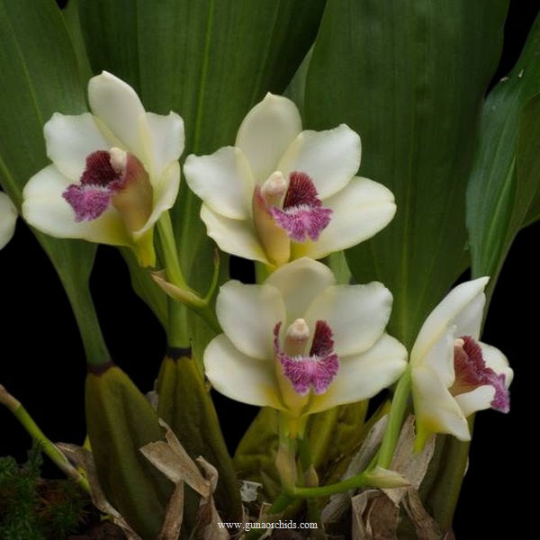 Thumbnail: buy bifrenaria harrisoniae orchid online
