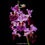 Thumbnail: buy papilionanda ruby prince orchid online