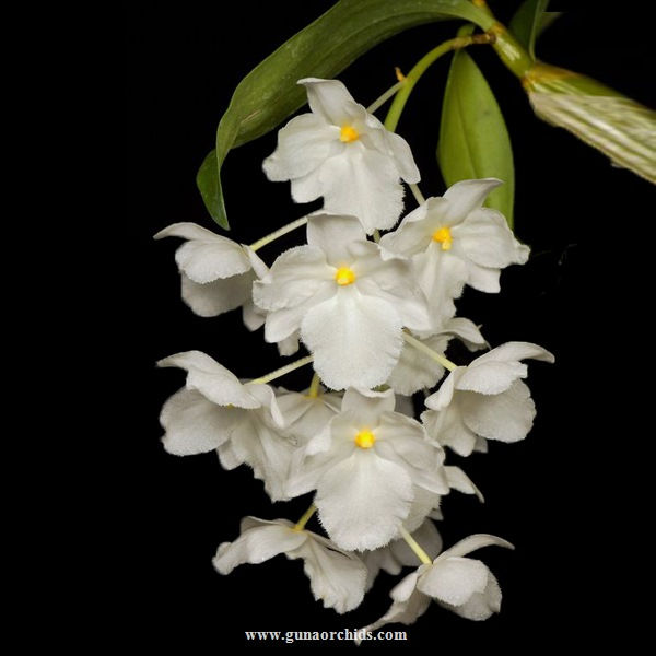 buy dendrobium farmeri petaloid album orchid online