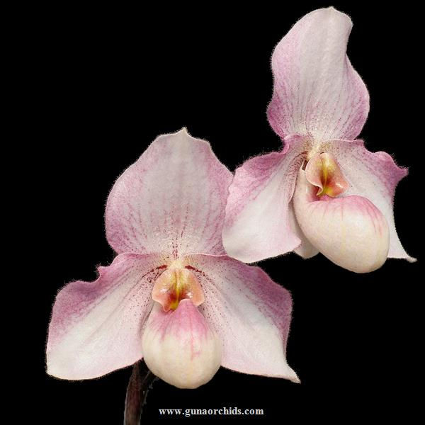 Thumbnail: buy paphiopedilum black diamond orchid online