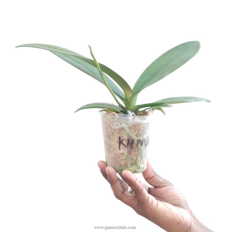 Thumbnail: buy phalaenopsis i-hsin macchiata orchid plant online