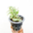 Thumbnail: buy dendrobium officinale orchid plant online