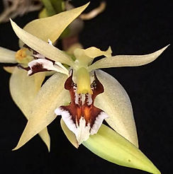 coelogyne lentiginosa orchid care key