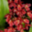 buy leomesezia lava burst orchid online