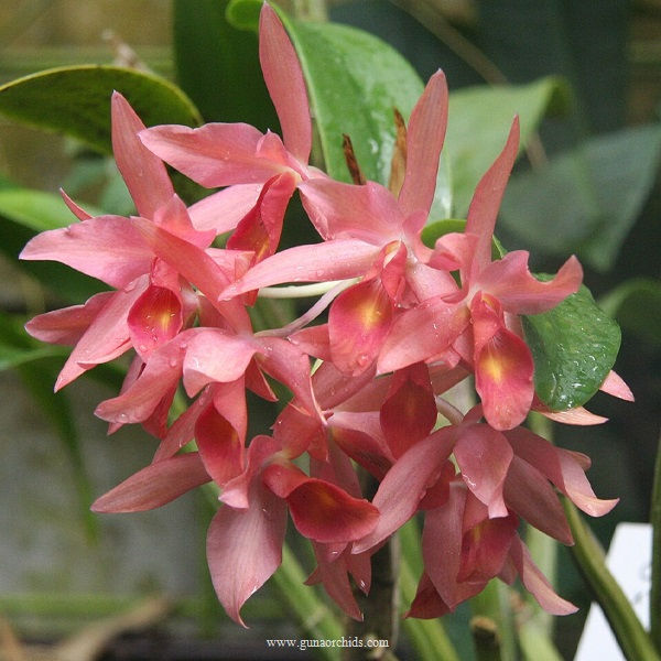 Thumbnail: buy cattleya guatemalensis orchid online